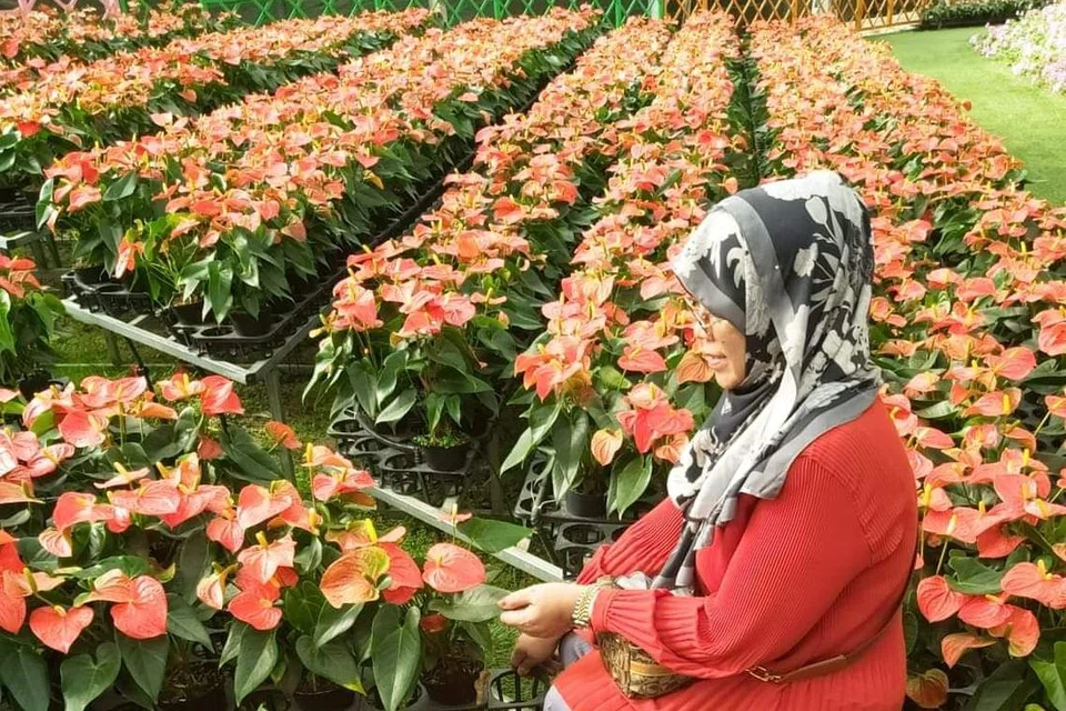 Cik Salmah Arif berkunjung ke Perkampungan Bunga Van Than di Dalat, yang menawarkan pemandangan penuh dengan bunga berwarna-warni, terutama bagi penggemar bunga. 