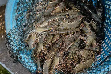 FairPrice menyediakan sekitar 3 tan udang hidup menjelang Hari Raya Aidilfitri untuk memenuhi permintaan meningkat.