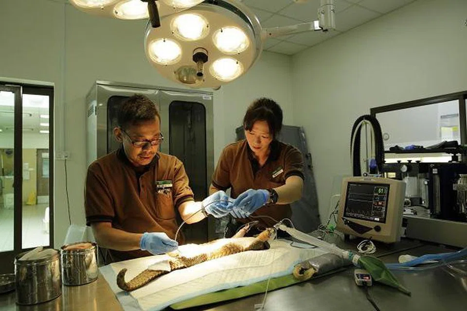 Tenggiling jantan yang menjalani pembedahan tulang pertama di dunia pada 2018.