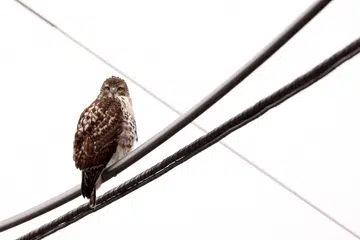 Seekor burung elang ekor merah hinggap di atas kabel pada hari yang sejuk di sepanjang Sungai Hudson di Taman Negeri Tasik Rockland di Clarkstown, New York (gambar hiasan)