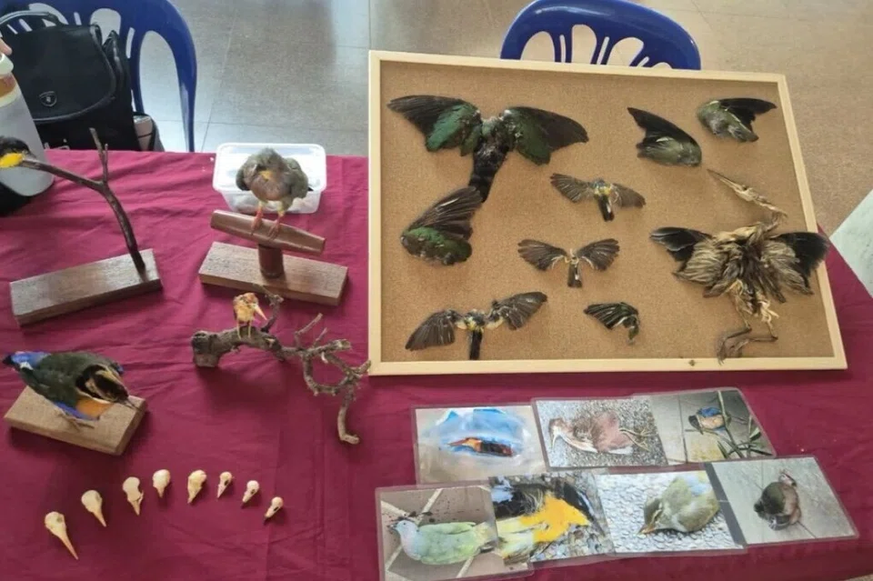 Pameran Project Avigate semasa acara pengumpulan dana untuk memasang pelekat keselamatan pada tingkap bangunan Sekolah Sekolah Seni, Reka Bentuk dan Media (ADM )di Universiti Teknologi Nanyang (NTU), bagi mengurangkan kematian burung yang berhijrah.