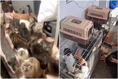 PELIHARA SECARA BERLEBIHAN: Dalam kes berasingan, sejumlah besar kucing ditemui di sebuah flat di Woodlands (kiri) dan sebuah unit di Sembawang (kanan).