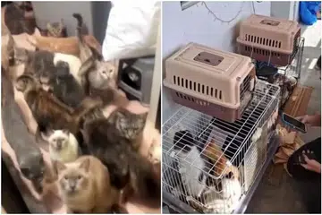 PELIHARA SECARA BERLEBIHAN: Dalam kes berasingan, sejumlah besar kucing ditemui di sebuah flat di Woodlands (kiri) dan sebuah unit di Sembawang (kanan).
