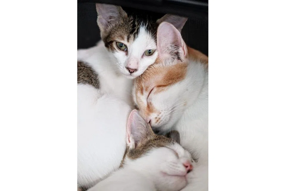 CARI KELUARGA BARU: Kucing tiga beradik ini boleh diambil untuk dipelihara melalui Facebook Hope for Animals, jika sesiapa ingin memelihara dan mengambil kucing berbanding dengan pembelian. - Foto HOPE FOR ANIMALS