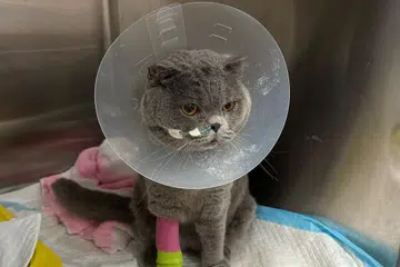 SEMAKIN SEMBUH: Kucing jenis Scottish Fold berusia empat tahun bernama Rizqi, menjalani pemindahan darah pada 3 Ogos selepas disahkan menghidap anemia atau kekurangan darah kritikal.