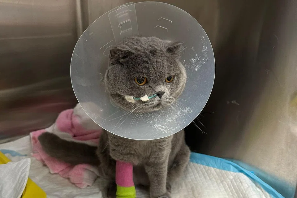 SEMAKIN SEMBUH: Kucing jenis Scottish Fold berusia empat tahun bernama Rizqi, menjalani pemindahan darah pada 3 Ogos selepas disahkan menghidap anemia atau kekurangan darah kritikal.