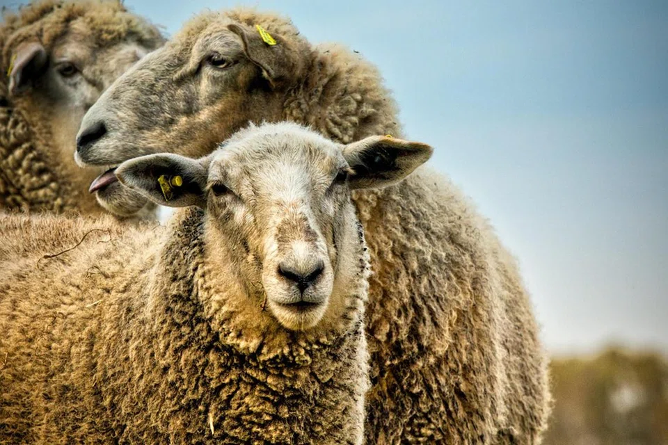 Penciptaan perkataan berdasarkan bunyi yang didengar dalam setiap bahasa  berbeza, misalnya dalam bahasa Inggeris, kambing berbunyi baa baa; bahasa Cina mi mi dan dalam bahasa Melayu pula embek embek (mengembek).