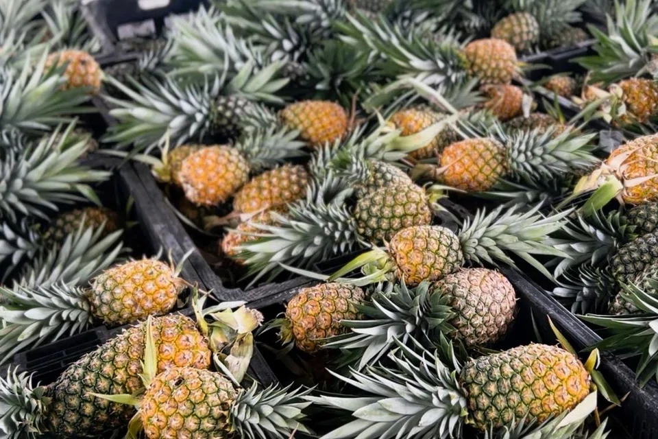 Daerah Pontian merupakan pengeluar utama nanas jenis MD2 di Johor.