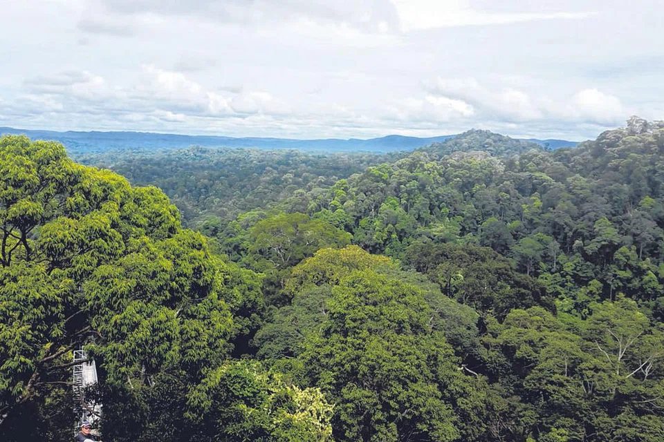 JAUH PERJALANAN, LUAS PEMANDANGAN: Inilah sebahagian pemandangan Taman Negara Ulu Temburong dari puncak tertinggi Canopy Walk. Ketinggiannya ialah 280 meter daripada paras laut. - Foto NURUL AIN RAZALI