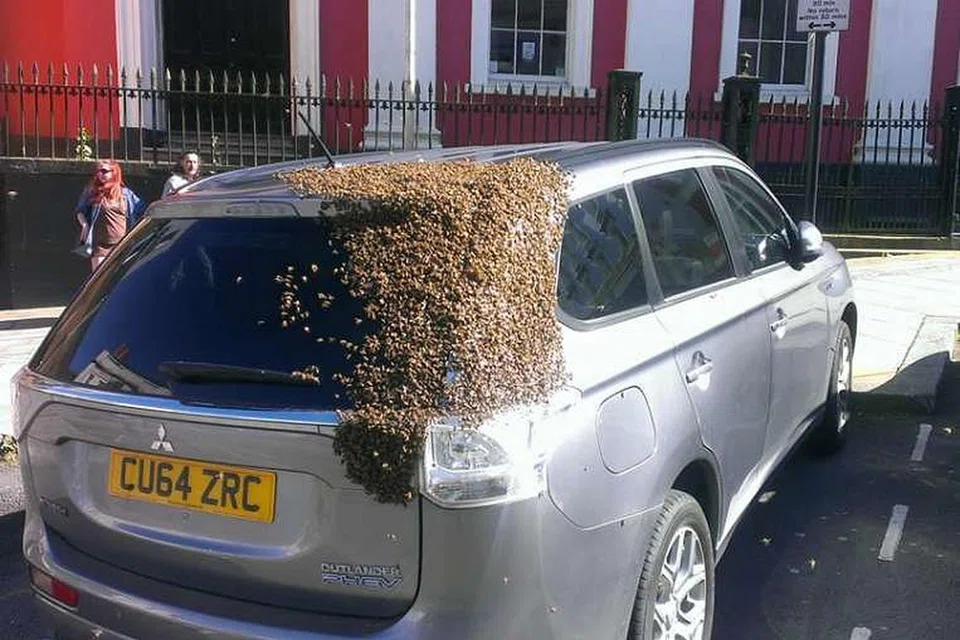 Lebah menyerang kereta Cik Carol Howarth di Wales. 