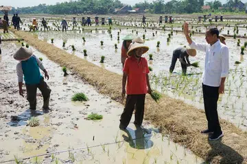 PANTAU PENANAMAN PADI: Presiden Indonesia, Encik Joko ‘Jokowi’ Widodo melawat kawasan penanaman padi di Pekalongan, Jawa Tengah, pada 13 Disember. 