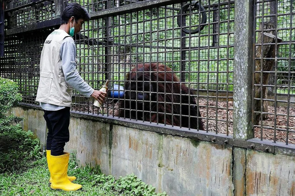 PENJAGAAN HAIWAN LIAR: Seorang juruteknik memberikan madu kepada Orang Utan jantan bernama 'Beni' di Pusat Perlindungan Orang Utan Arsari yang terletak berhampiran ibu kota baru Indonesia, Nusantara, di Sepaku, wilayah Kalimantan Timur, Indonesia, pada 7 Mac lalu. - Foto REUTERS