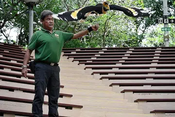 BANYAK KENANGAN: Sudah bertugas di Taman Burung Jurong sejak 1983, Encik Mohamad Saad Yahya mempunyai pengalaman yang luas, termasuk dalam penjagaan burung enggang, atau hornbill, dan mengubah konsep persembahan High Flyers daripada yang berunsurkan hiburan kepada yang lebih berteraskan pendidikan dan menonjolkan tingkah laku semula jadi haiwan. Dalam gambar ini, beliau bersama burung enggang papan. - Foto BH oleh KHALID BABA