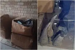 NParks, afrika selatan, badak sumbu, bahagian kucing besar, hidupan liar