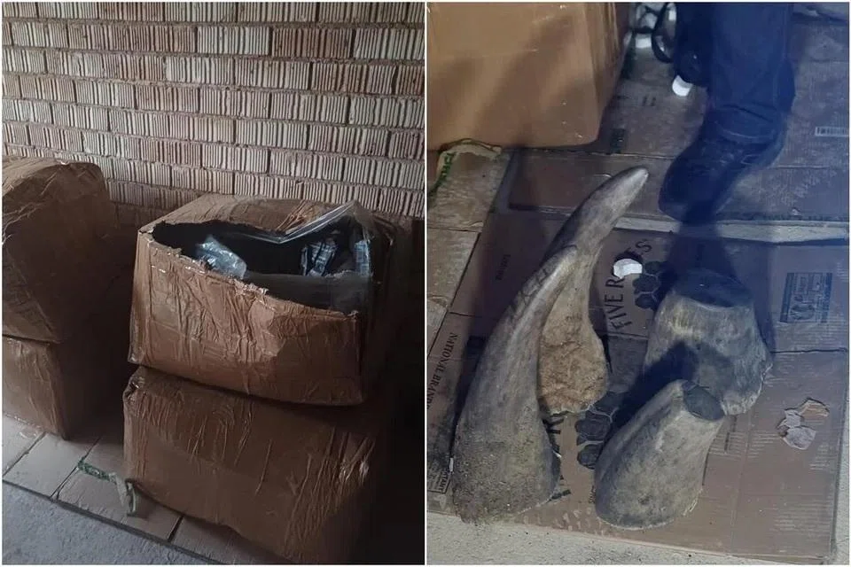 NParks, afrika selatan, badak sumbu, bahagian kucing besar, hidupan liar