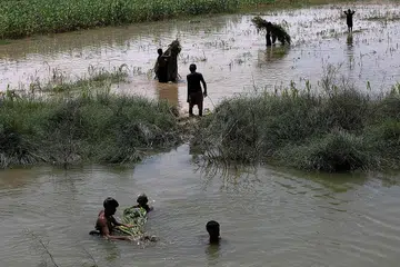 TANAMAN MUSNAH: Peladang berusaha menyelamatkan tanaman mereka daripada arus banjir yang melanda wilayah Mehar, Pakistan. - Foto REUTERS 