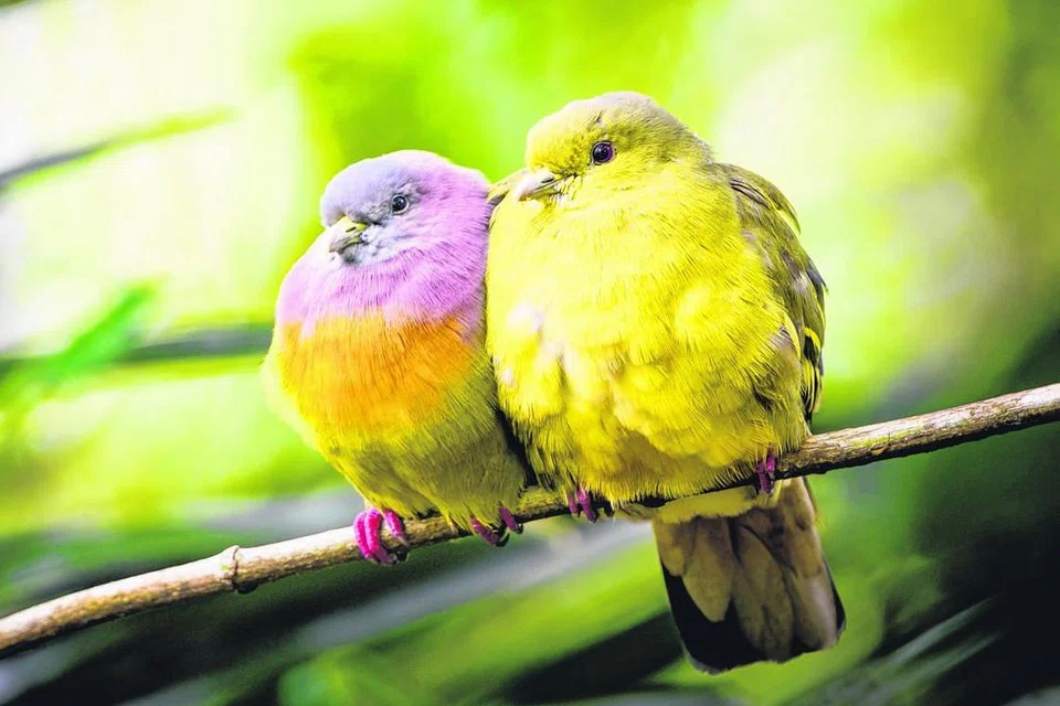 TARIKAN BURUNG: Sungei Buloh menjadi tempat persinggahan bagi beberapa jenis burung dari rantau ini seperti pasangan merpati hijau/kuning berleher merah jambu ini (gambar atas) dan juga burung pantai dari kawasan Artik.