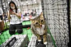 Perkhidmatan Haiwan dan Veterinar (AVS) akan semak semula Akta Haiwan dan Burung dan Kod Kebajikan Haiwan mereka selepas berdepan dengan beberapa kes penderaan dan kekejaman haiwan baru-baru ini.