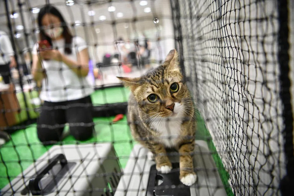 Perkhidmatan Haiwan dan Veterinar (AVS) akan semak semula Akta Haiwan dan Burung dan Kod Kebajikan Haiwan mereka selepas berdepan dengan beberapa kes penderaan dan kekejaman haiwan baru-baru ini.