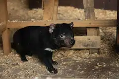 tasmanian devil, australia, safari malam 