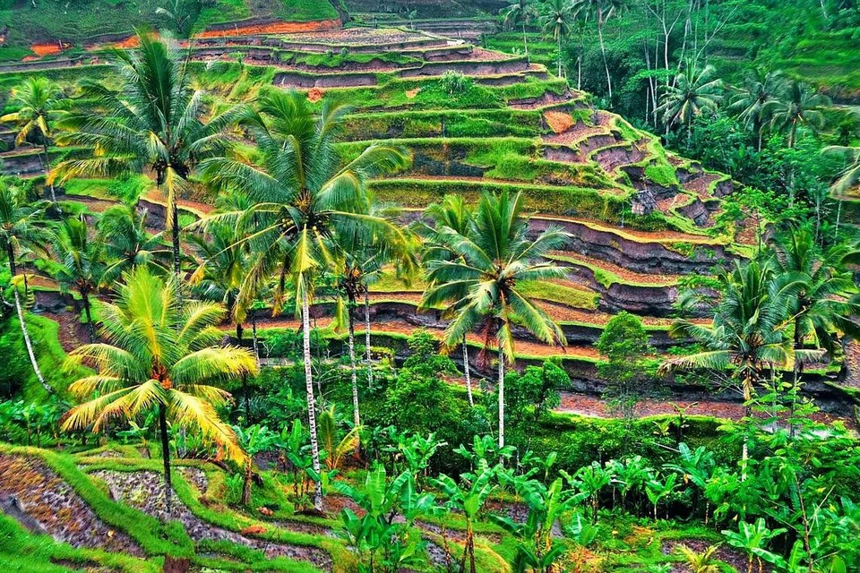 SAWAH UNIK: Sawah Padi Tegalalang, Ubud, sangat unik dan indah bagi penggemar fotografi. 