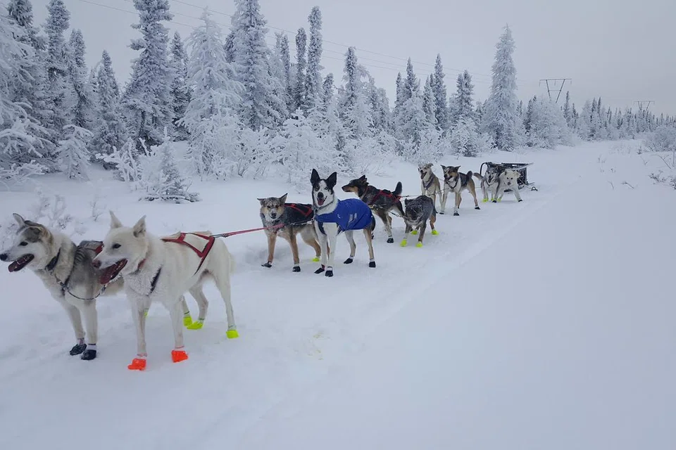 Kegiatan meluncur menggunakan anjing ‘husky’ di Churchill, Canada.