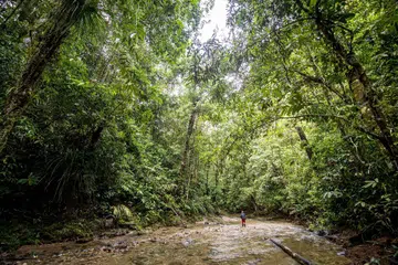 PEMULIHARAAN HUTAN: Singapura bersedia menerima kredit karbon pemuliharaan hutan tetapi kredit karbon tersebut perlu datang daripada projek-projek yang mempertimbangkan penebangan hutan di seluruh bidang kuasa, bukan sahaja penebangan hutan pada peringkat projek.
