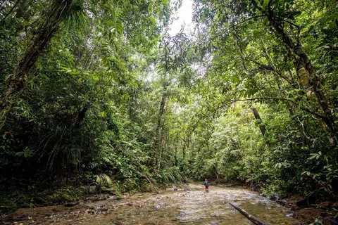PEMULIHARAAN HUTAN: Singapura bersedia menerima kredit karbon pemuliharaan hutan tetapi kredit karbon tersebut perlu datang daripada projek-projek yang mempertimbangkan penebangan hutan di seluruh bidang kuasa, bukan sahaja penebangan hutan pada peringkat projek.