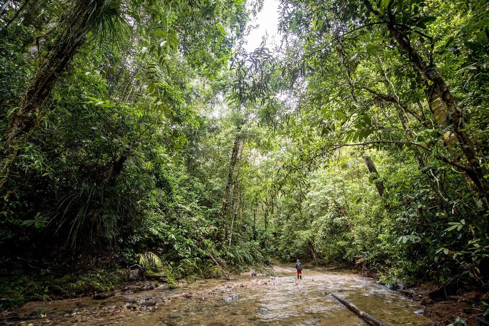 PEMULIHARAAN HUTAN: Singapura bersedia menerima kredit karbon pemuliharaan hutan tetapi kredit karbon tersebut perlu datang daripada projek-projek yang mempertimbangkan penebangan hutan di seluruh bidang kuasa, bukan sahaja penebangan hutan pada peringkat projek.