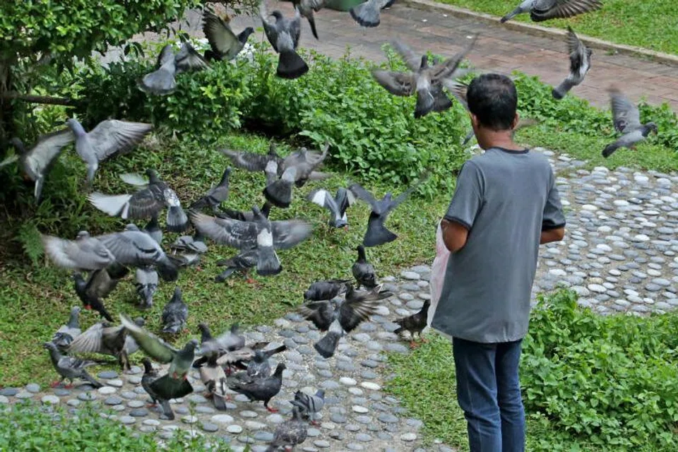 NParks, hukuman lebih berat, haiwan liar, beri makan