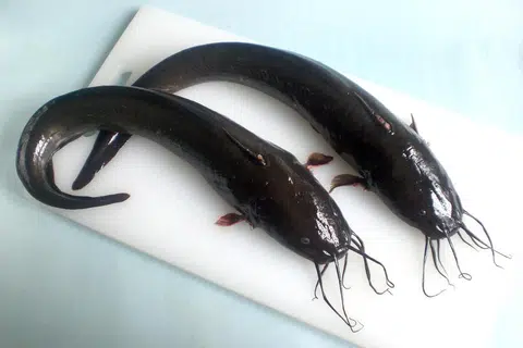 Ikan Sembilang.