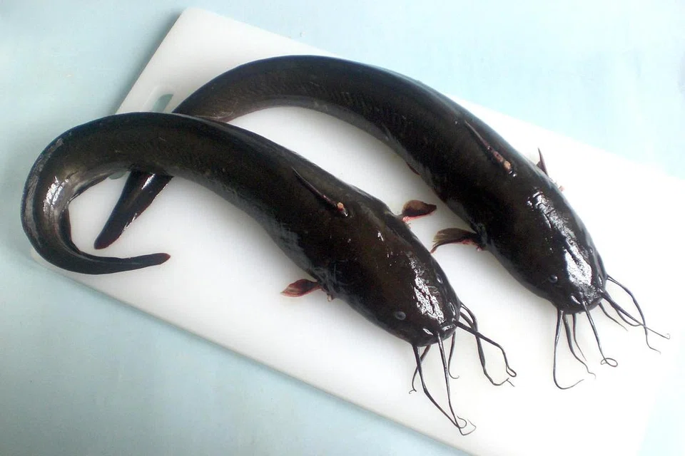 Ikan Sembilang.