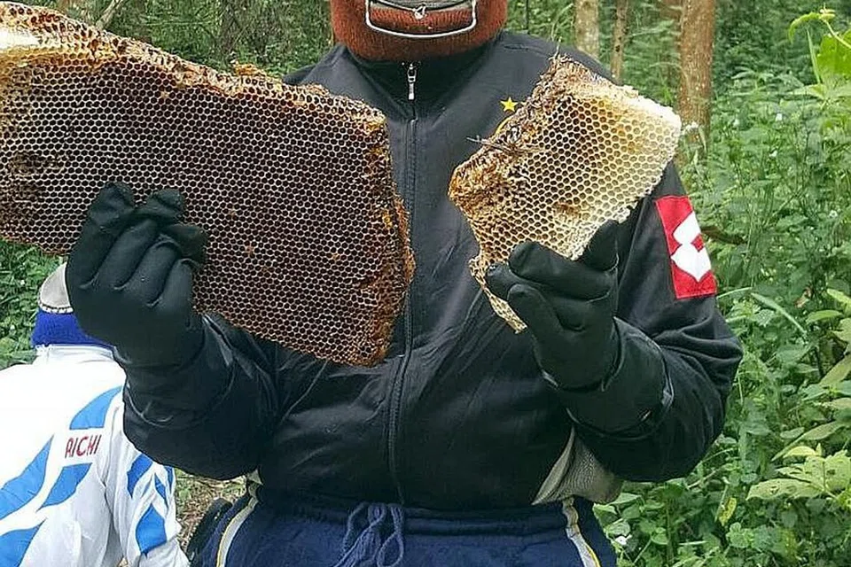 PENUH KHASIAT: Haji Ismail memegang sarang lebah yang padat dengan madu selepas penduduk kampung menjatuhkannya ke bumi daripada pohon Tualang setinggi sehingga 70 meter. - Foto ihsan HAJI ISMAIL ABU BAKAR 