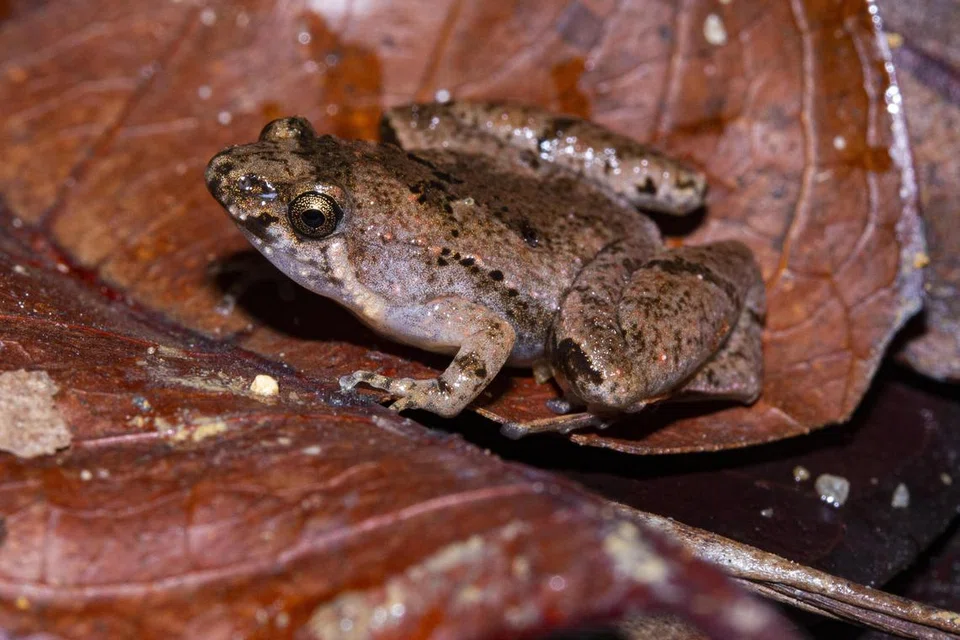 Katak jenis, Manthey’s chorus frog (Microhyla mantheyi), sebesar syiling 20 sen.