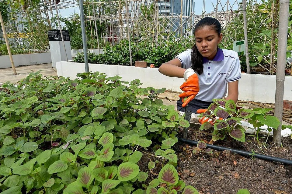 RAIHANAH MAISURAH: Berasa puas melihat sayur organik yang ditanamnya membesar setiap minggu. - Foto-foto TUKIMAN WARJI