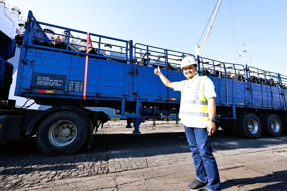 ternakan, lembu, Johor