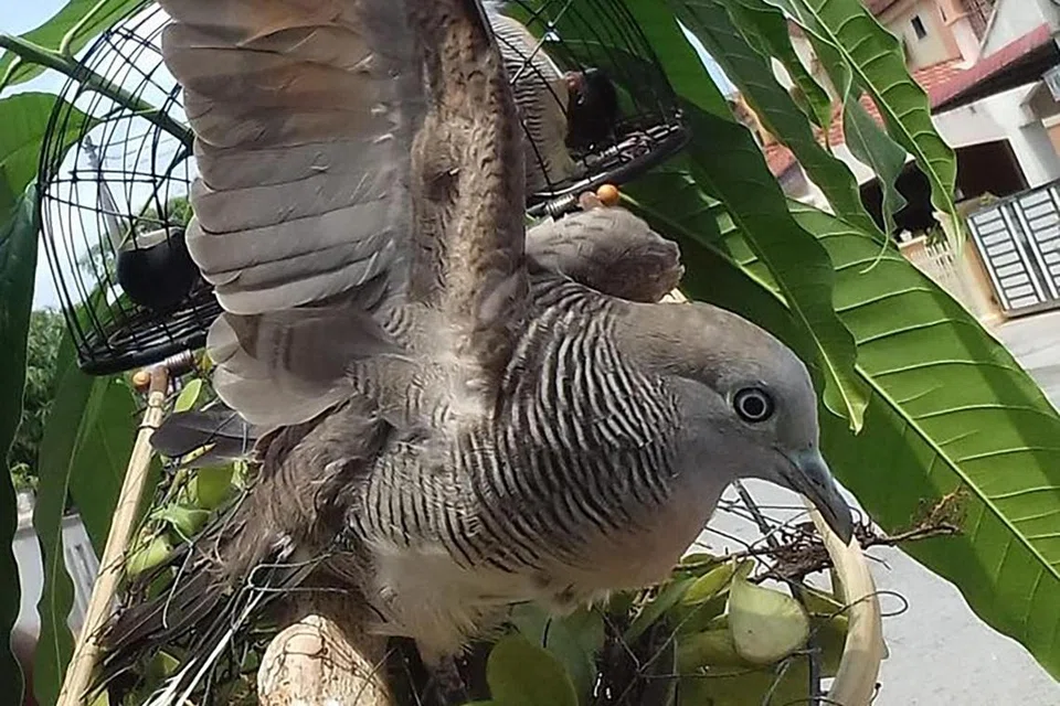 TUNJUK GAYA: Seekor burung merbok yang lincah (gambar hiasan)
