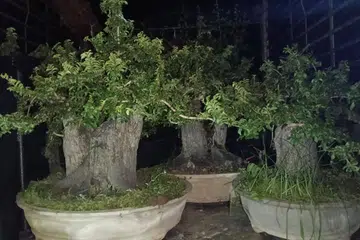 Antara pokok hiasan yang dirampas dalam Op Taring Wawasan Kelantan.
