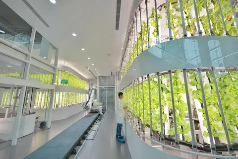 KEBUN BIJAK: Hyundai Motor bukan sekadar berupaya menghasilkan kenderaan di Pusat Inovasi Kumpulan Hyundai Motor Singapura (HMGICS) bahkan mempunyai kebun bijak yang boleh menghasilkan sembilan jenis sayuran yang memanfaatkan teknologi robotik.