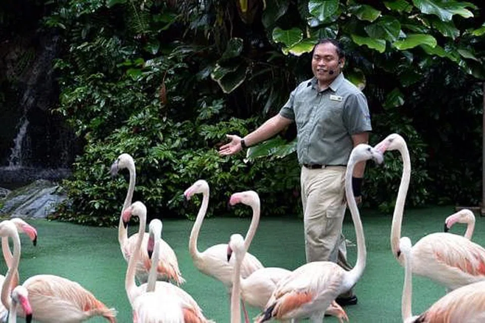 PELAJARI PELBAGAI SPESIES BURUNG: Tugas Encik Shahril di Taman Burung Jurong memberinya peluang mengenali dan mempelajari lebih banyak lagi spesies burung dan kelakuan mereka.