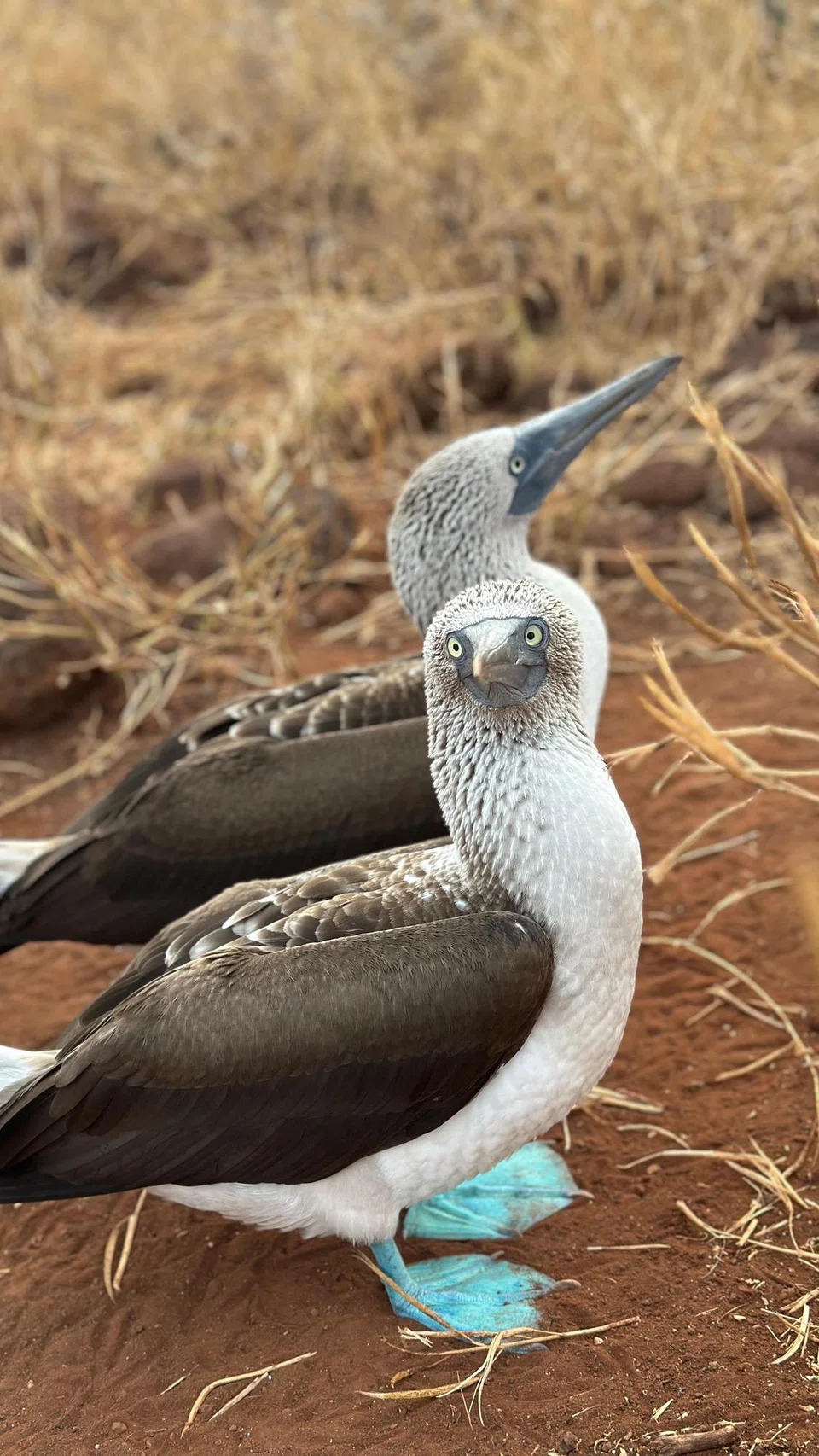 Burung ‘blue-footed booby’.