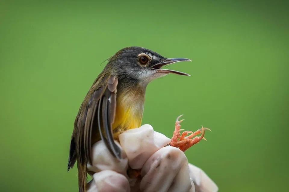 Seekor prinia perut kuning (yellow-bellied prinia) adalah antara burung yang ditangkap semasa usaha biopengawasan Pulau Ubin yang dijalankan NParks pada 5 Disember 2024.