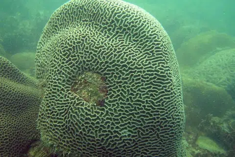 Karang otak (brain coral) tumbuh dengan perlahan dan sering mengalihkan tenaga untuk disimpan bagi membantunya bertahan sewaktu menghadapi tekanan.