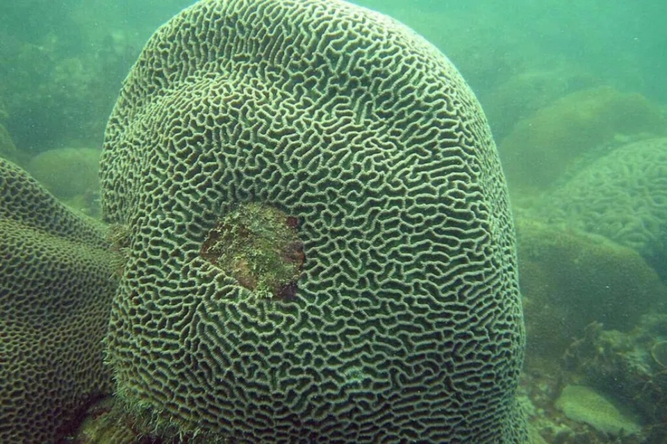 Karang otak (brain coral) tumbuh dengan perlahan dan sering mengalihkan tenaga untuk disimpan bagi membantunya bertahan sewaktu menghadapi tekanan.