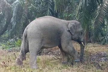 gajah liar, Kulai, isu keselamatan