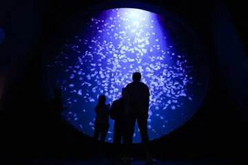 Paparan ubur-ubur laut di zon ‘Ocean Wonders’ sewaktu previu media di Singapore Oceanarium pada 16 Julai 2025.