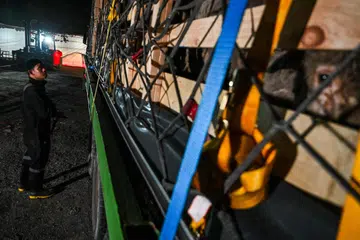 Dua treler yang membawa 270 ekor kambing biri-biri tiba di Masjid Petempatan Melayu Sembawang pada sekitar 4 pagi pada 5 Jun sebagai sebahagian daripada 1,050 haiwan korban hidup yang diterbangkan dari Sydney, Australia, menjelang Hari Raya Haji.
