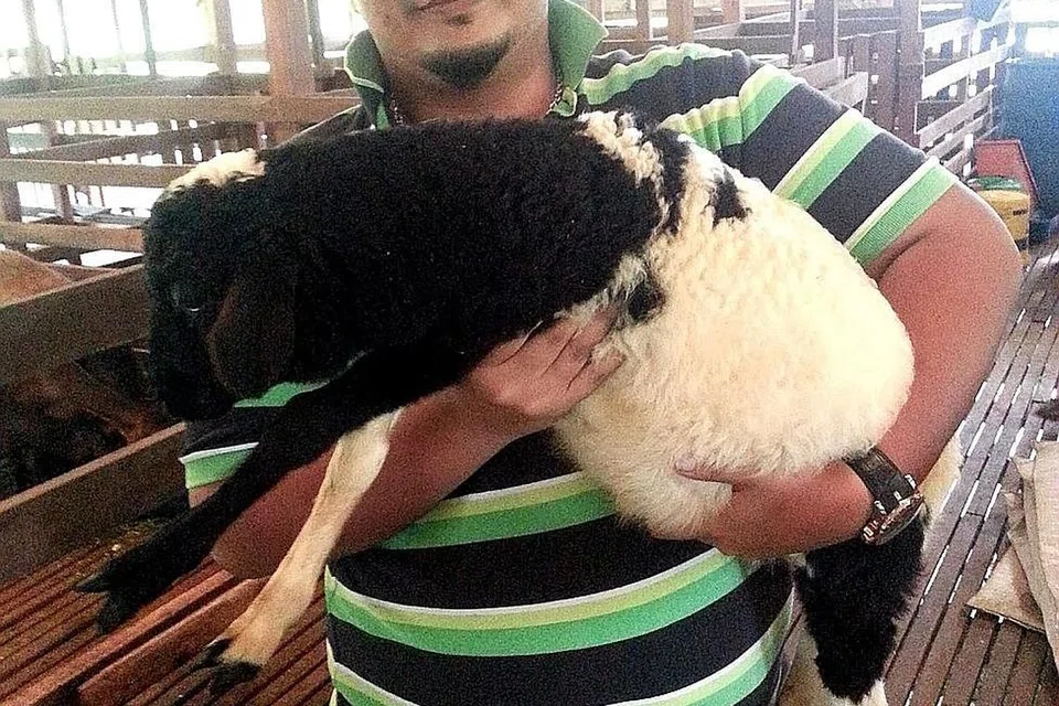 'ABANG SADO' BERMANJA: Encik Mohamad Ashraf mendukung kambing yang digelar 'Abang Sado' yang berusia dua tahun. - Foto MOHAMAD NOR ASHRAF ABU BAKAR
