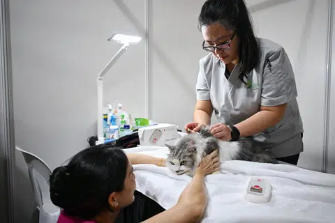 Seekor kucing kelihatan menjalani prosedur pemasangan mikrocip yang dilakukan menerusi suntikan oleh pegawai AVS di acara Pets’ Day Out di Taman East Coast pada 11 Mei.