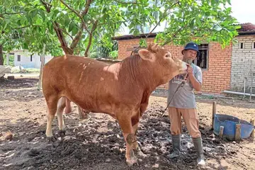 Encik Noraimi Hasan bersama seekor lembu sado miliknya yang bakal dikorbankan pada Aidiladha. 